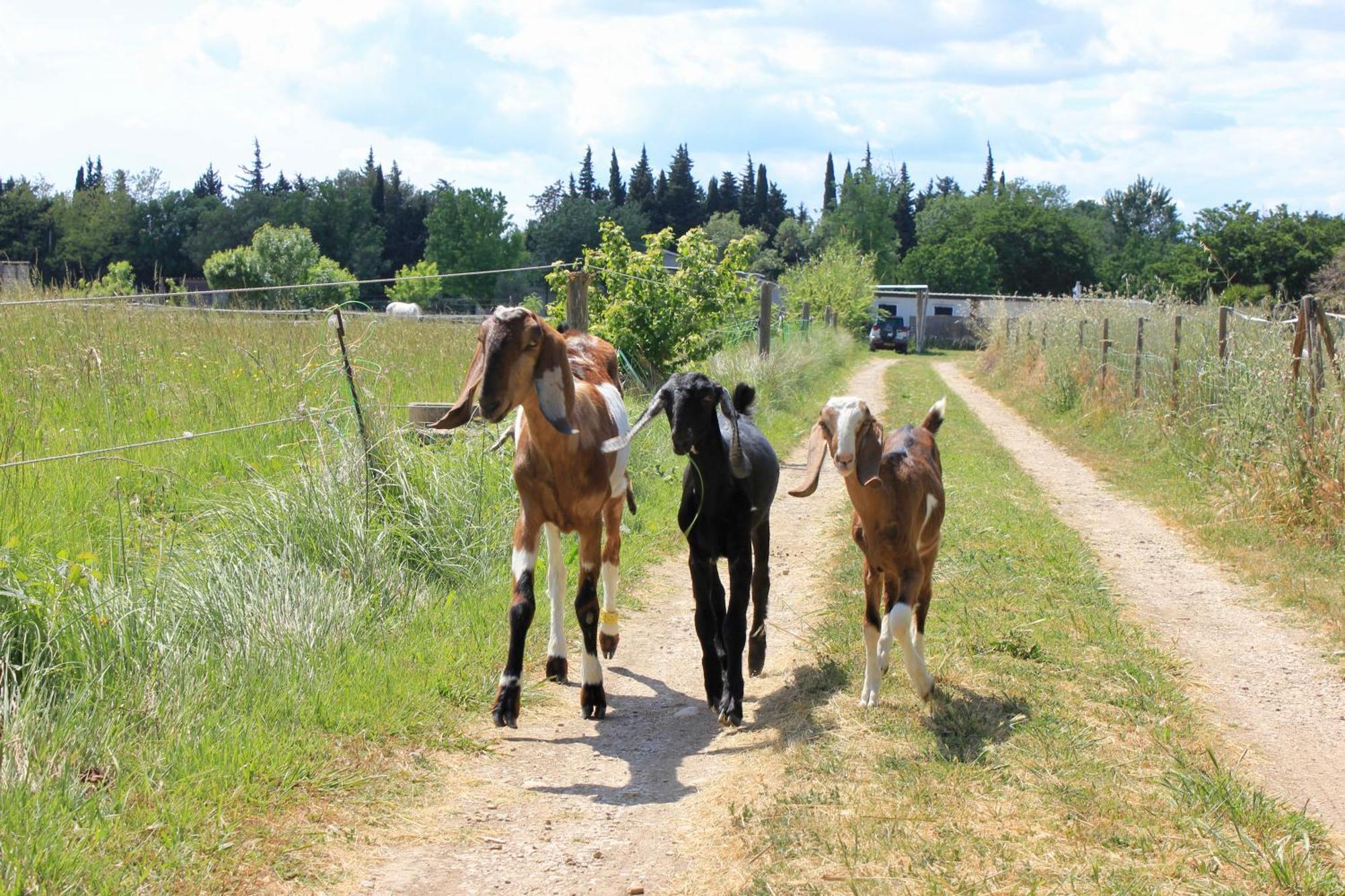 Lobilum En Camargue Villa Saint-Martin-de-Crau Eksteriør billede